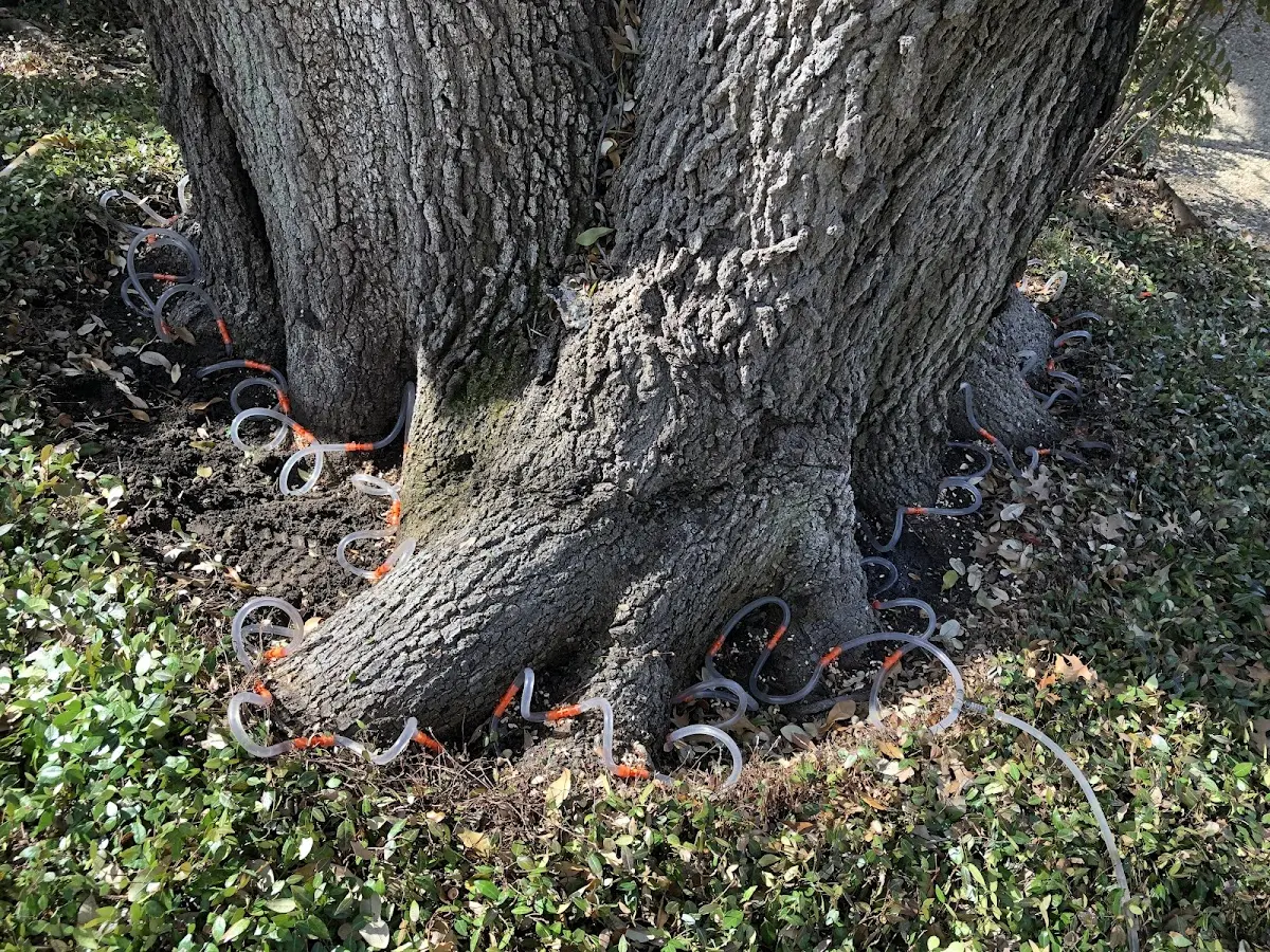 Detailed Tree Cabling and Bracing job site in Murchison